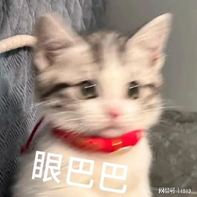 养猫新手的双十一购物清单给你们整理出来了！请把钱花在刀刃上